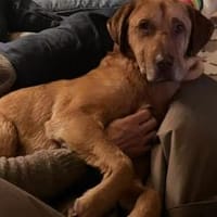 Menschenbezogener Ricky sucht Zuhause, Hund zur Adoption