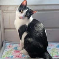 Sanfte Katze Inky sucht ihr Zuhause, Katze zur Adoption