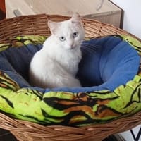 Sanfte zurückhaltende Yuki sucht Zuhause, Katze zur Adoption