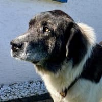 Samson - ein sanfter Riese, Hund zur Adoption