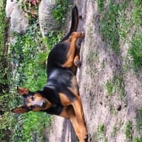 Hübsche, junge  Schäfi-Mix-Hündin, Hündin zur Adoption