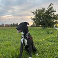 Schüchterne Junghündin- Maya, Hündin zur Adoption