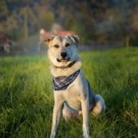 Lee sucht seine Menschen, Hund zur Adoption