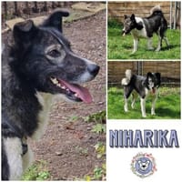 NIHARIKA -neugierig & verträglich-, Hündin zur Adoption