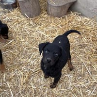 Kleiner Beobachter- Sky, Hund zur Adoption