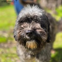 Jaime auf Pflegestelle, Hund zur Adoption