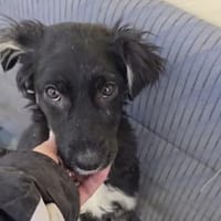 Carla- so zerbrechlich, Hündin zur Adoption