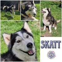 SKATT * freundliche Husky-Mix-Dame, Hündin zur Adoption