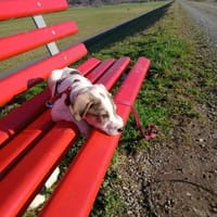 Spotty sucht ihren Traumpalast, Hündin zur Adoption