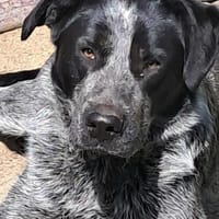 Berta, Überbleibsel sucht Körbchen, Hündin zur Adoption