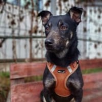 Wer verliebt sich in Karamell ?, Hund zur Adoption