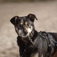 Solana ist eine sanfte Hündin 🐾, Hündin zur Adoption