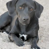 Georg freundlich und verschmust, Hund zur Adoption