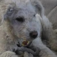 Shane - süßer Hundebub, Hund zur Adoption