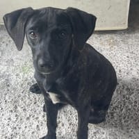 OCARINA, chienne à adopter
