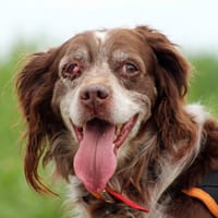 TINA, chienne à adopter