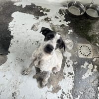 MUSETTE, chienne à adopter