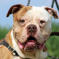 MARLEY, chien à adopter