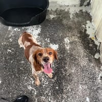 KAZU, chien à adopter