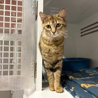 Lito, chatte à adopter