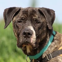 HADES, chien à adopter