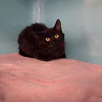 Sophie, chatte à adopter