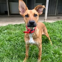 MELO, chienne à adopter