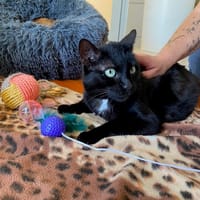 Sandia, chatte à adopter