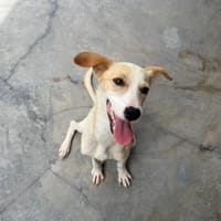 BANJO, chien à adopter