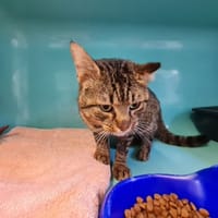 ESPOIR, chatte à adopter