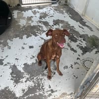 CLARINETTE, chienne à adopter