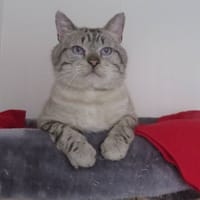 BALOO (RESERVE), chat à adopter