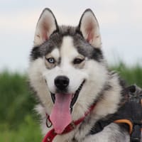 ALI, chien à adopter