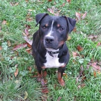 Rocky, chien à adopter