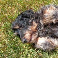 Oxi, chienne à adopter