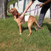 Pila, chienne à adopter