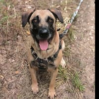 Django, chien à adopter