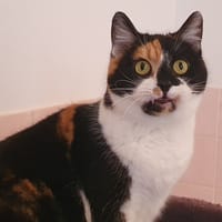 HANKA CHA, chatte à adopter