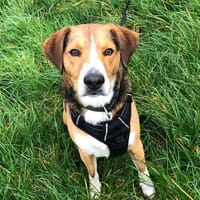 Atso, chien à adopter