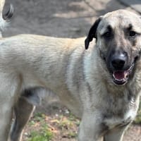 Chero CAA15091, chien à adopter