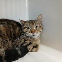 SALLY, chatte à adopter