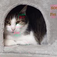 Tity, chat à adopter