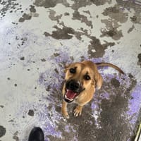 HARMONICA, chienne à adopter