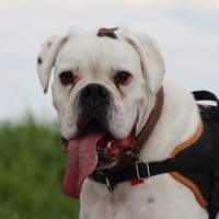 PARKER, chien à adopter