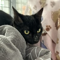 GUMIHO, chat à adopter