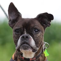 NOWEN, chienne à adopter