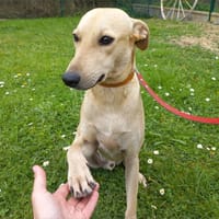 NAGUIS, chien à adopter