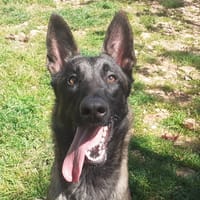 MALIE, chienne à adopter