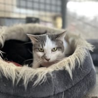 MIKA, chat à adopter