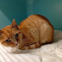 ROXANNE, chatte à adopter